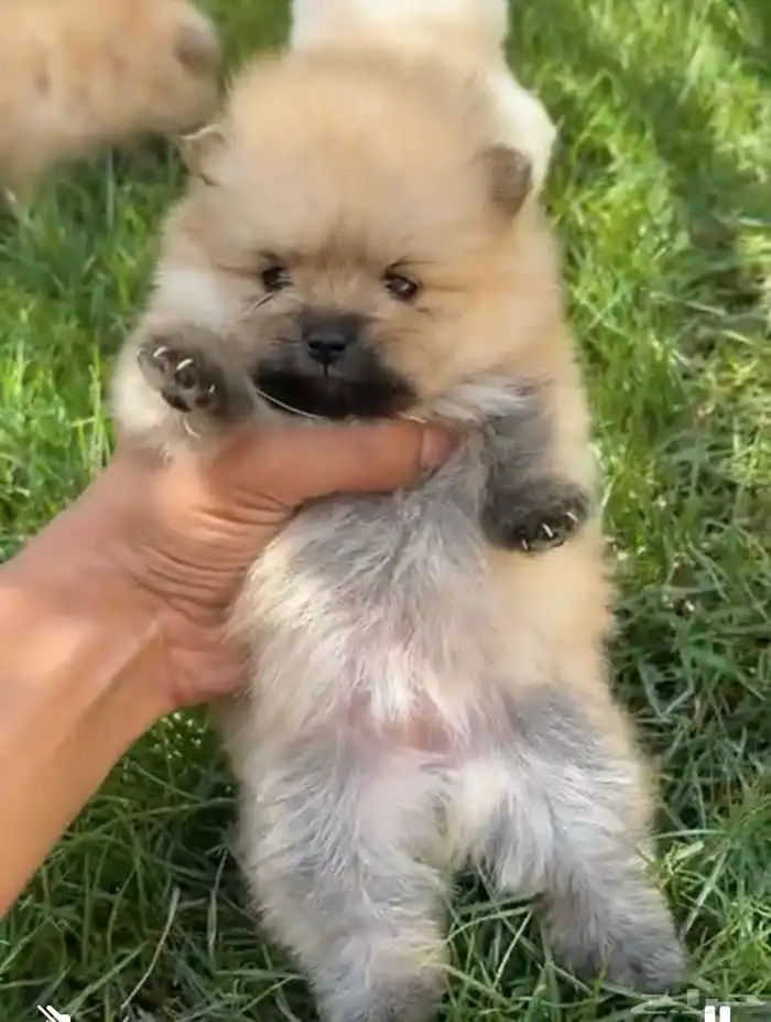 جراوي بومرنيان 3