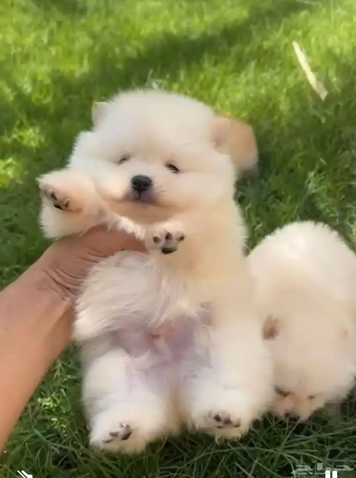 جراوي بومرنيان 1