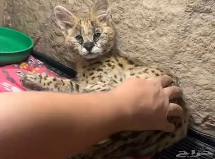 قط السيرفال 2