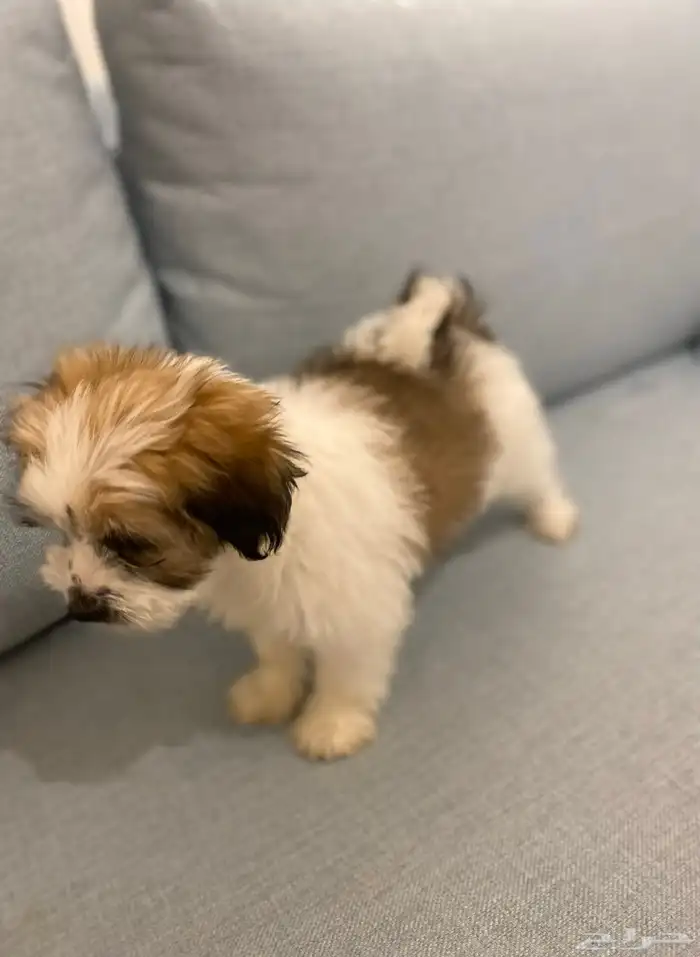 -Maltese-Yorkie Mix Puppy - SOLD- مباع 3