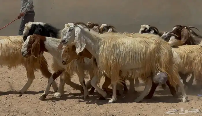 مراح معزا مصريات ملاوين طيبه واشباب العدد 30 البيع 950 4