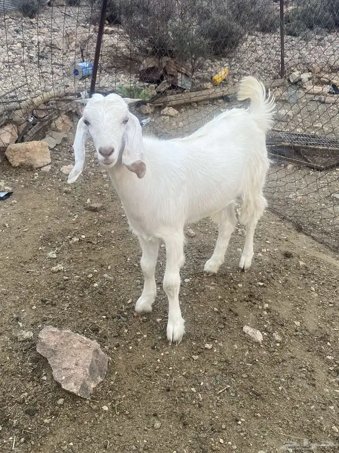 جفره مقفله شحم 5
