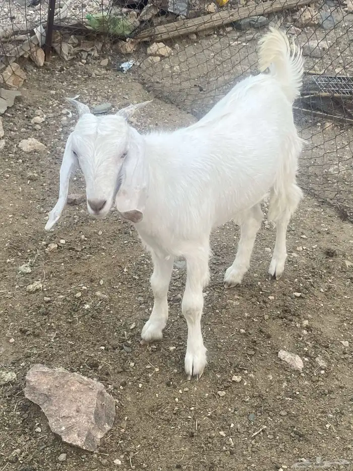 جفره مقفله شحم 0