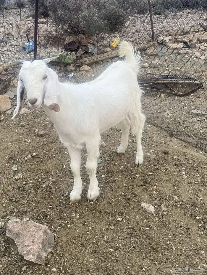 جفره مقفله شحم 4
