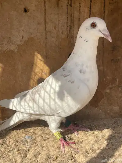 حمام زاجل.. 0