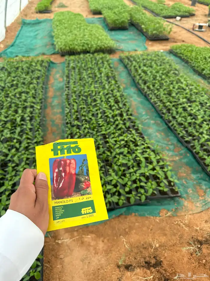 شتلات طماط 5