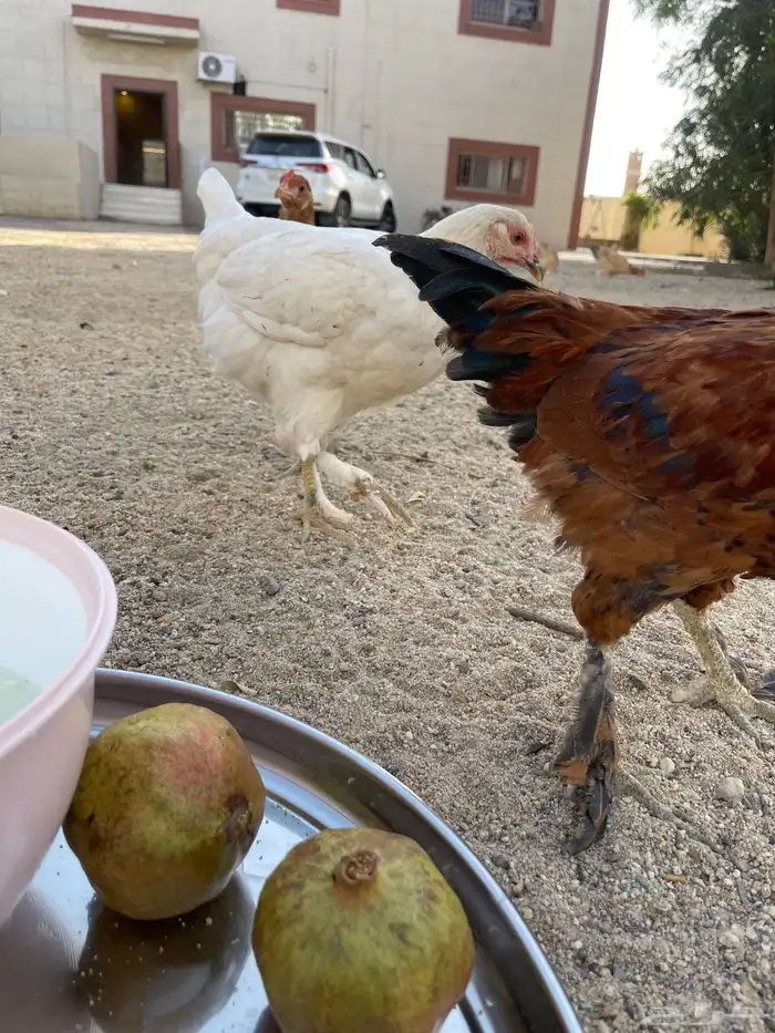 دجاج بلدي مسرول وعادي للبيع جمله وتفريد 2
