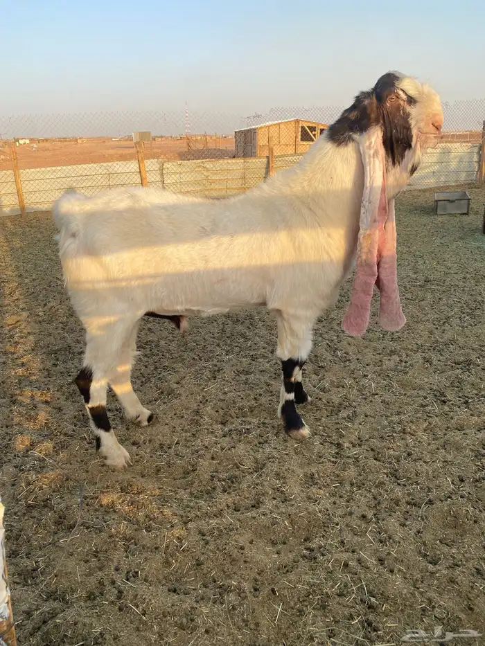 تيس حجازي هولندي نادر 3