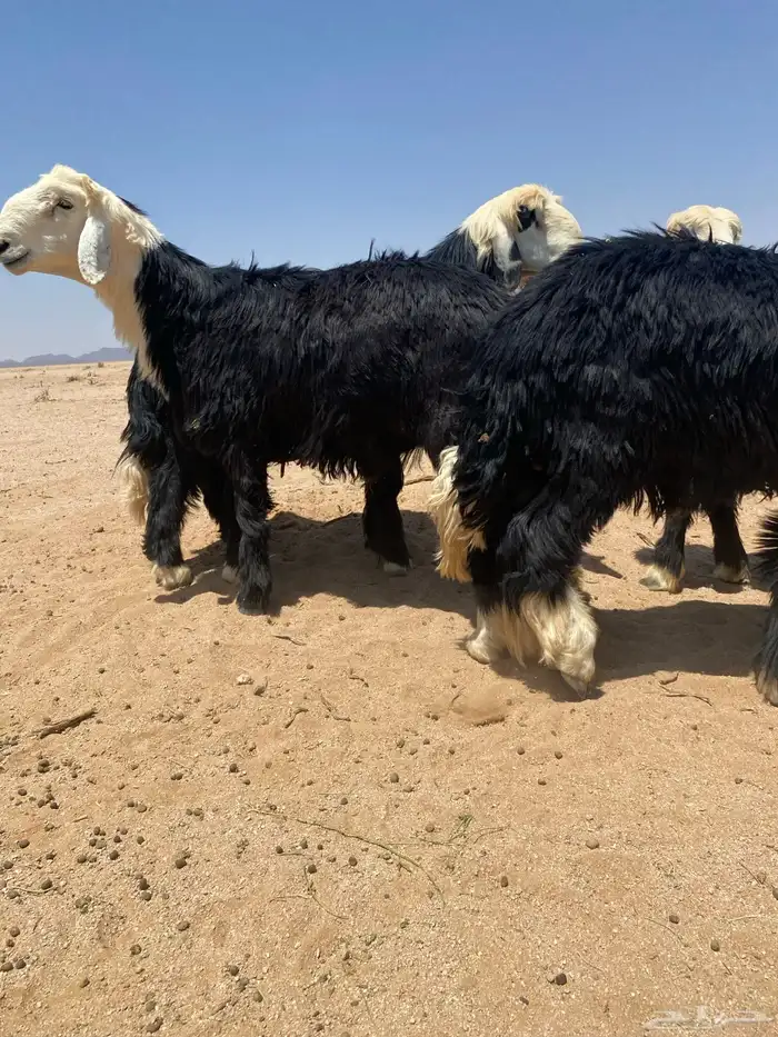 طليان نجد فاخره 4