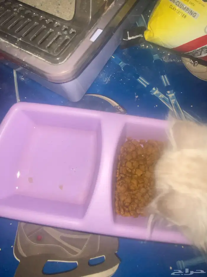 قط للبيع 7