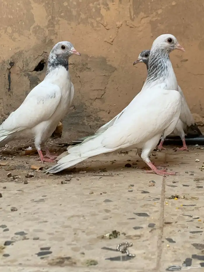 زوج قولدن بيور 4
