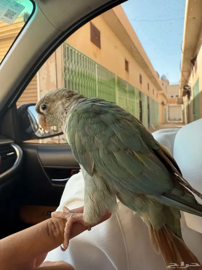 طير كنيور اليف 7