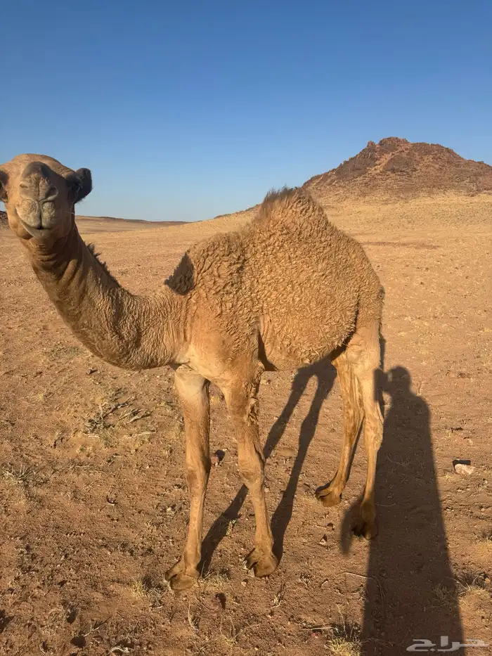 قعود أشعل 4