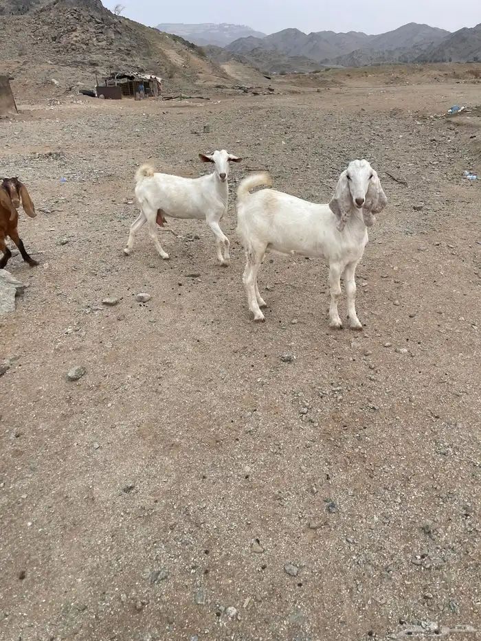 معزا بيشيه مع بنتها. 3