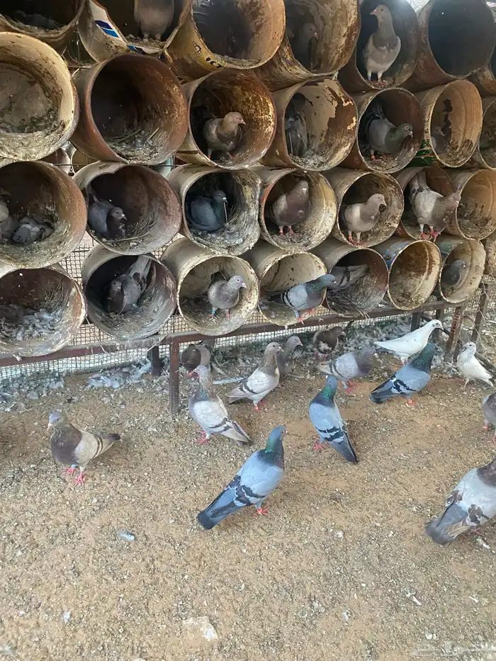 مشروع دواجن 15