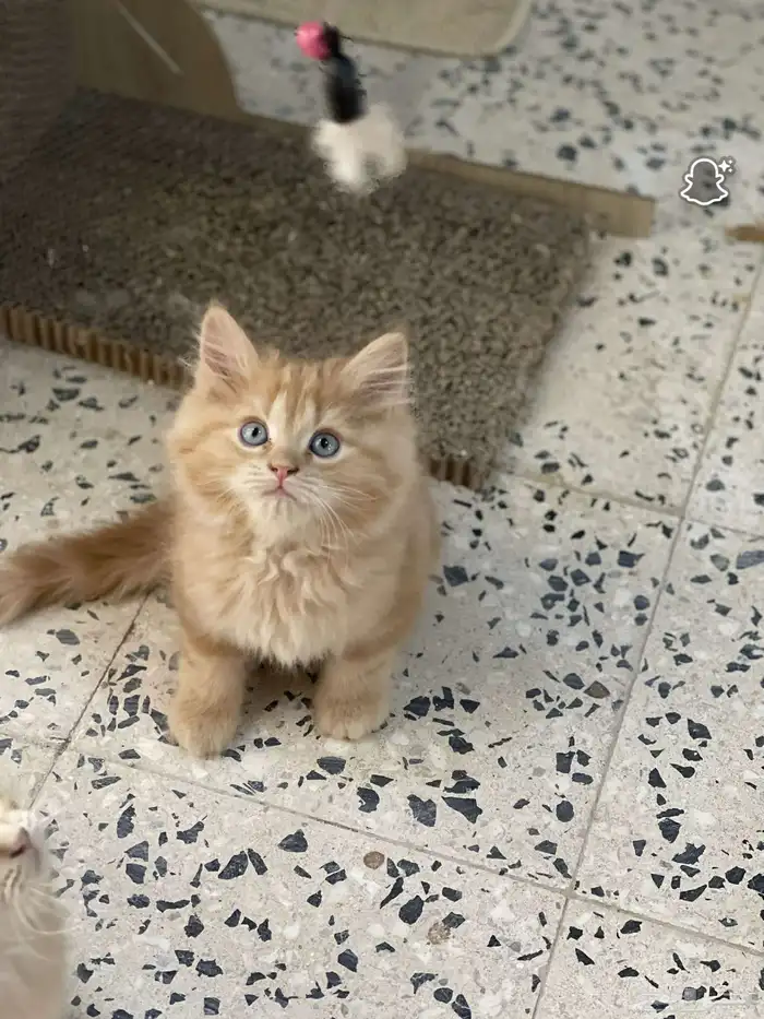قطط للبيع 1