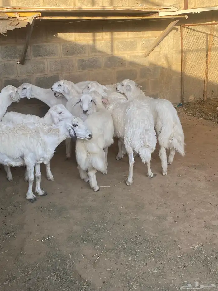 تم البيع عسالله يرزق رعيها عدد شعرها 2
