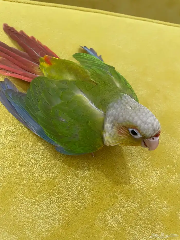 فرخ كنيور أليف و هدد ( تم البيع ) 1