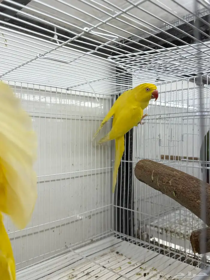 جوز دره لاتينو متاح جوز دره 5