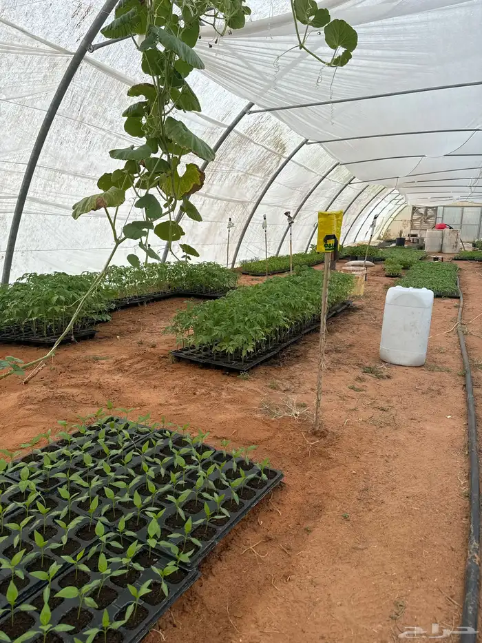 شتلات طماط 1