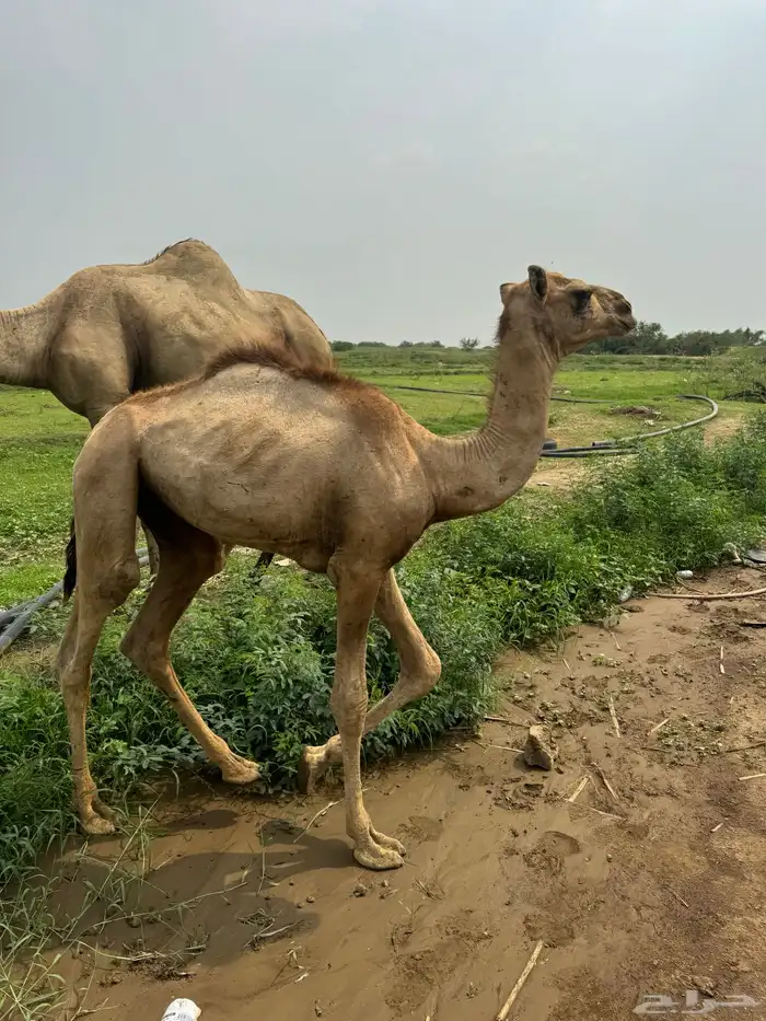 بعير ارك 0