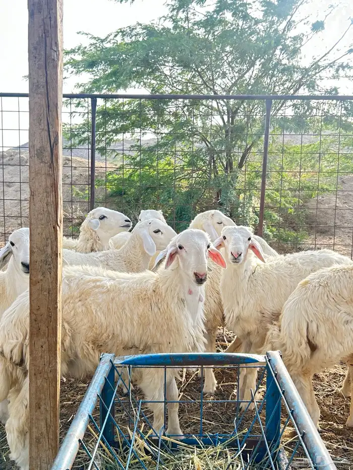 ذبايح حريه طليان و رخال 13