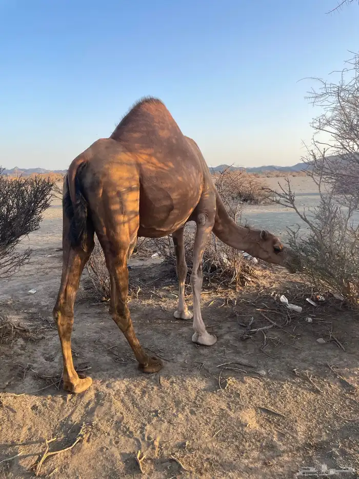 ناقه حمراء القحه 4
