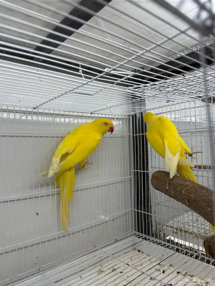 جوز دره لاتينو متاح جوز دره 0