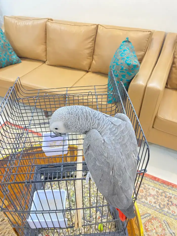 كاسكو متكلم 1