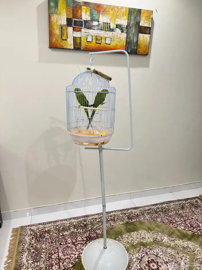 زوج ببغاء دره 3