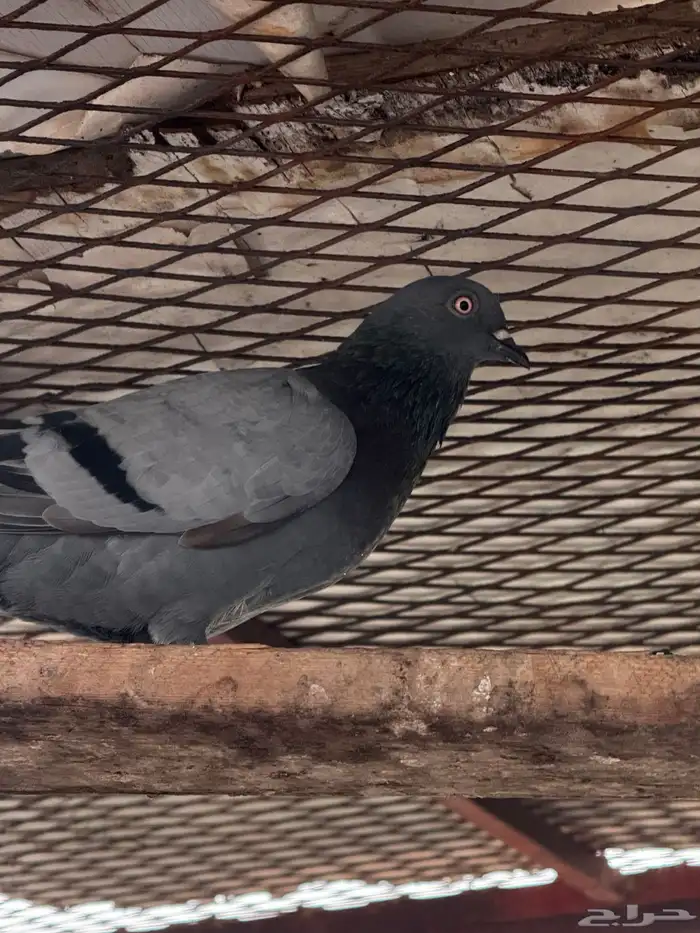 مجموع حمام باكستاني شرط 3