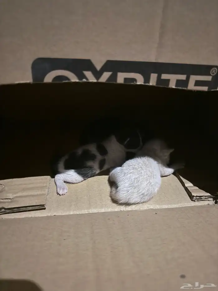 قطط كتن صغيره محتاجه تبني 0