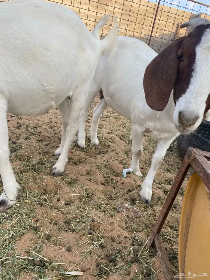 ماعز بورقيت 5