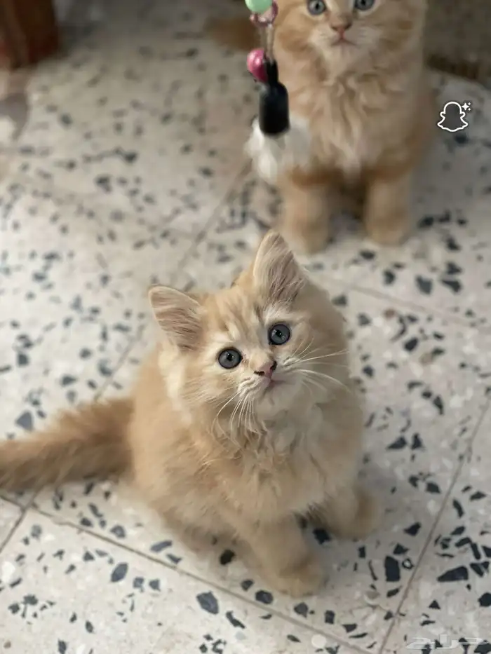 قطط للبيع 2