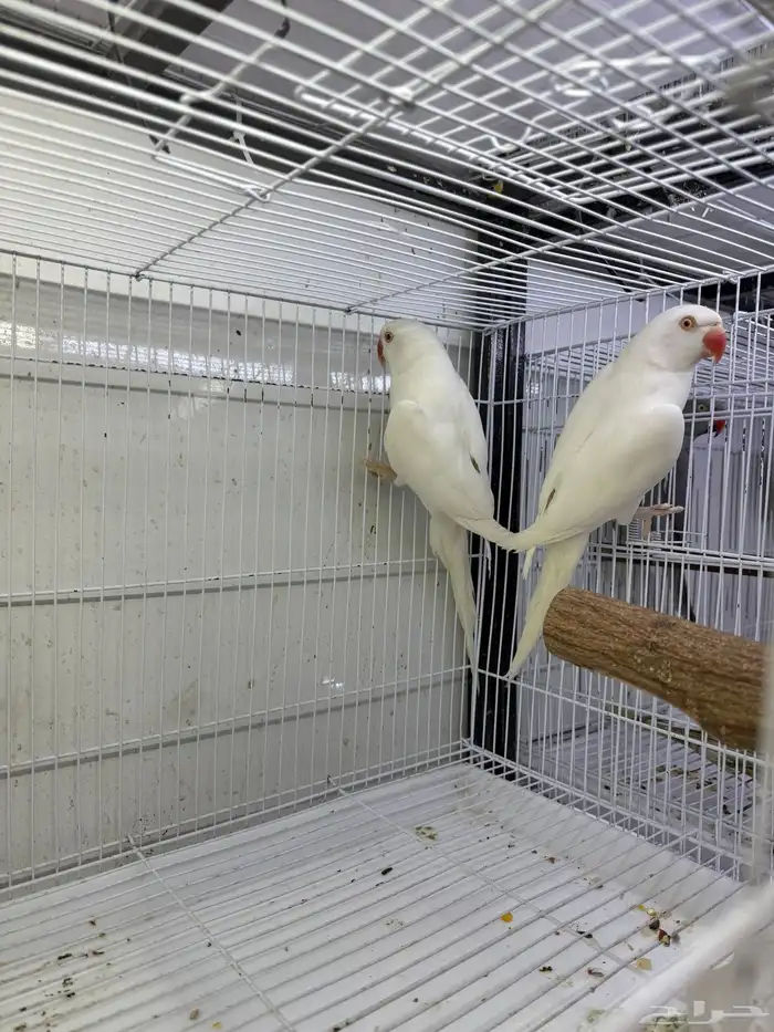 جوز دره لاتينو متاح جوز دره 7