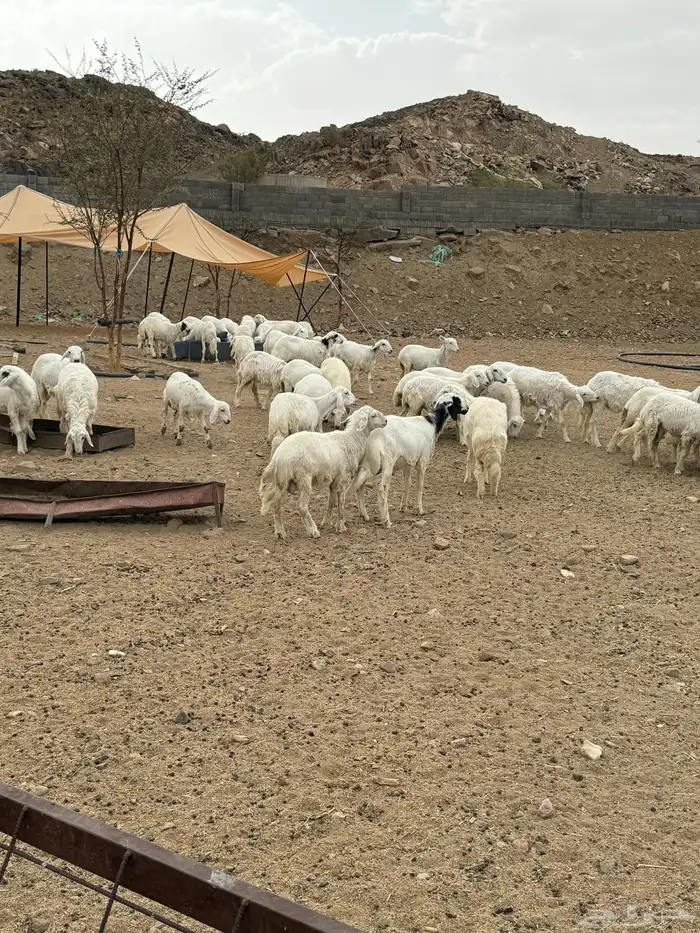 غنم معزاء عرس 0