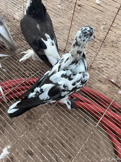حمام زينة index