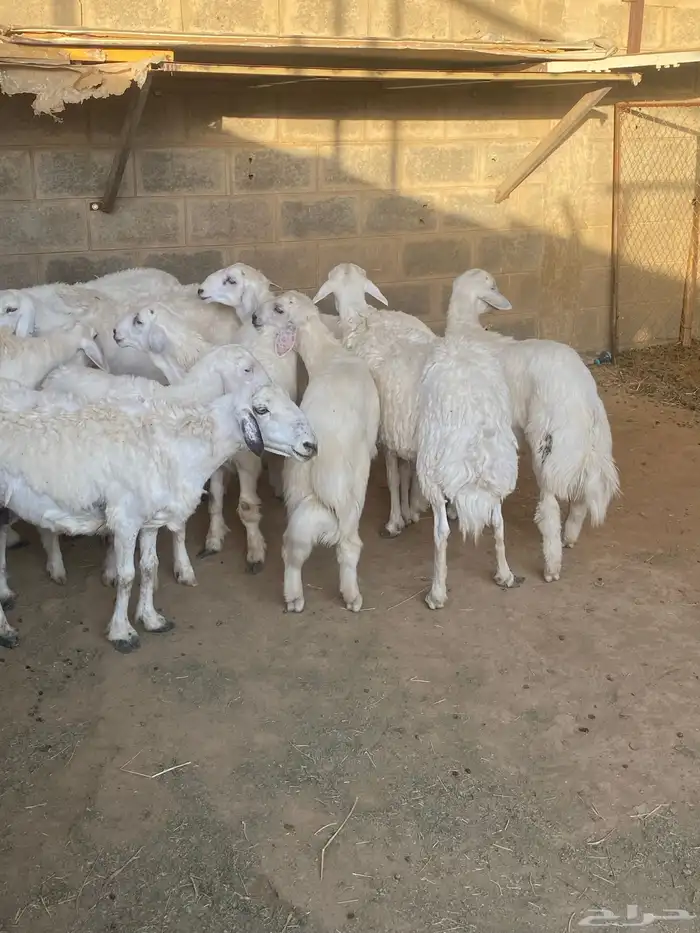 تم البيع عسالله يرزق رعيها عدد شعرها 0