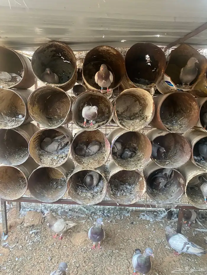 مشروع دواجن 7