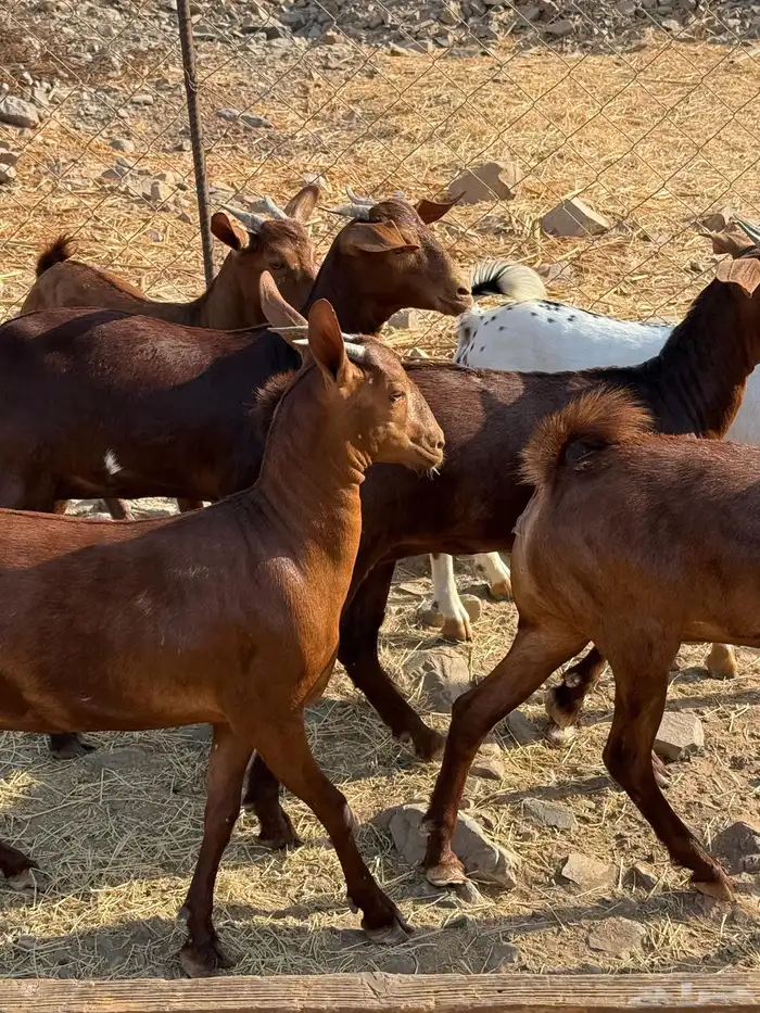 جفار محايليه صنف الصنف 22