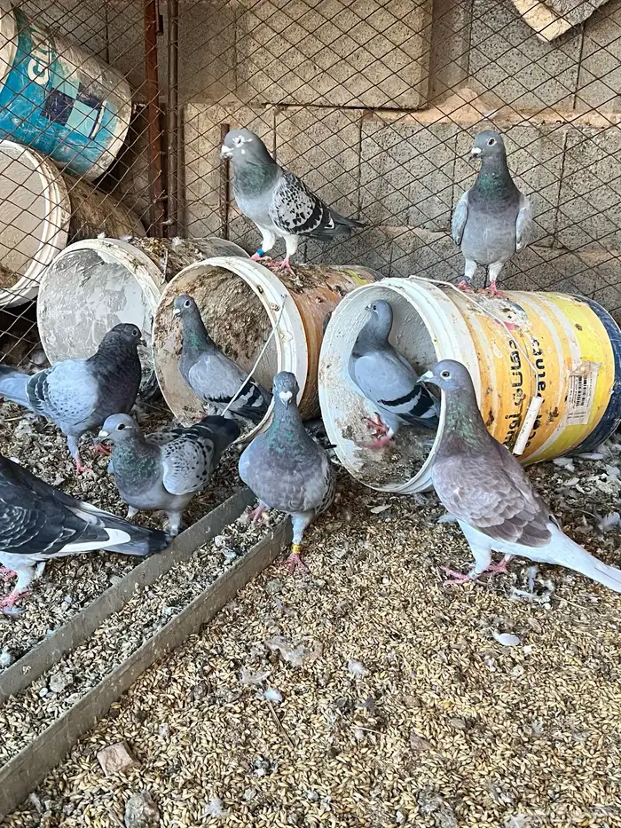 للبيع حمام زاجل الاصيل السعودية 6