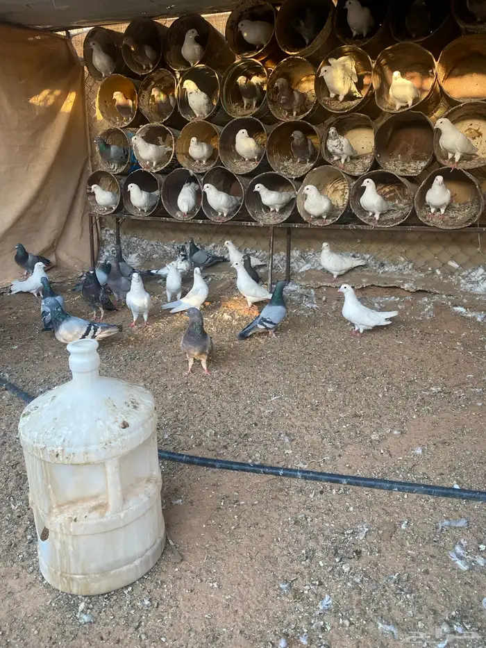 مشروع دواجن 18