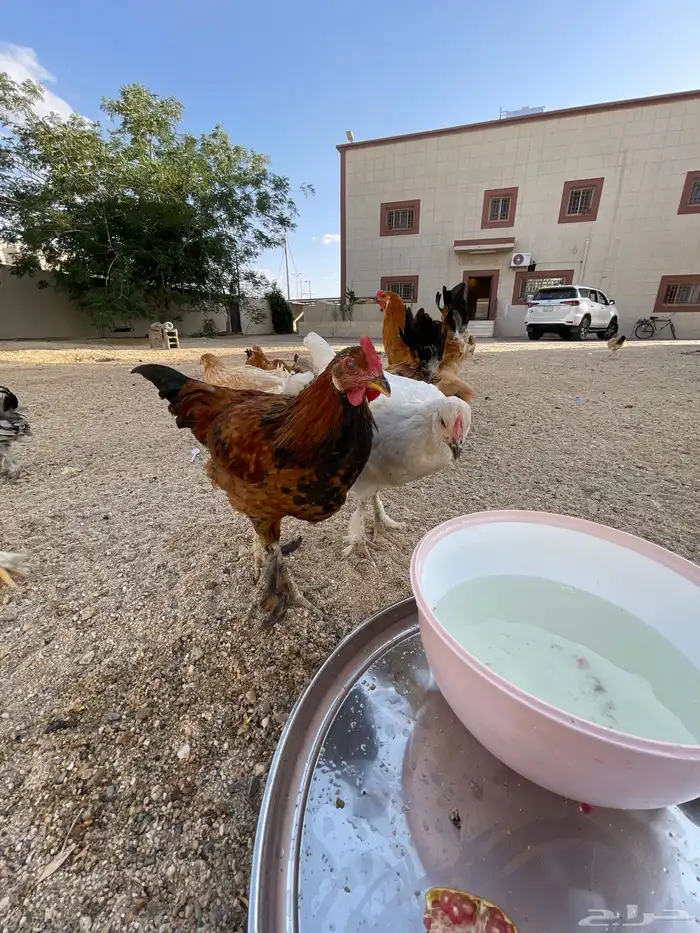 دجاج بلدي مسرول وعادي للبيع جمله وتفريد 0