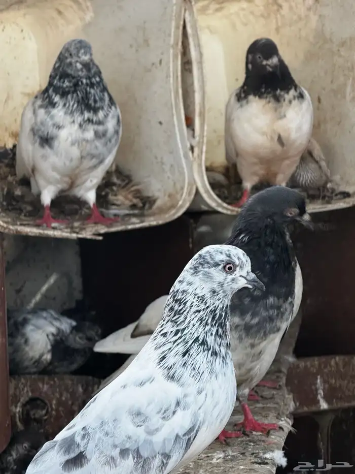 مجموع حمام باكستاني شرط 7