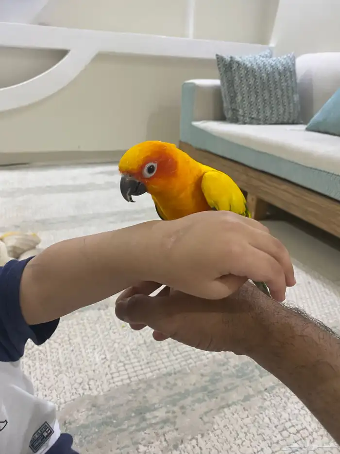 صن كنيور تم البيع 1