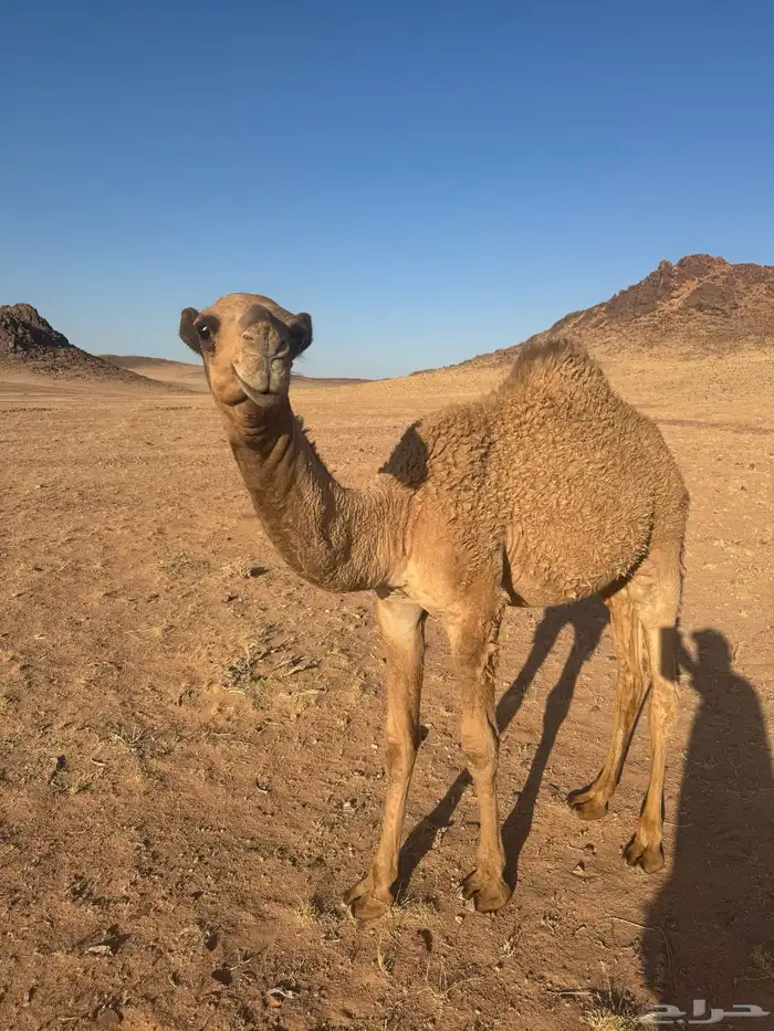 قعود أشعل 0