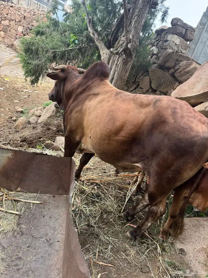 ثور فحل للبيع بلدي السنه رباع 3