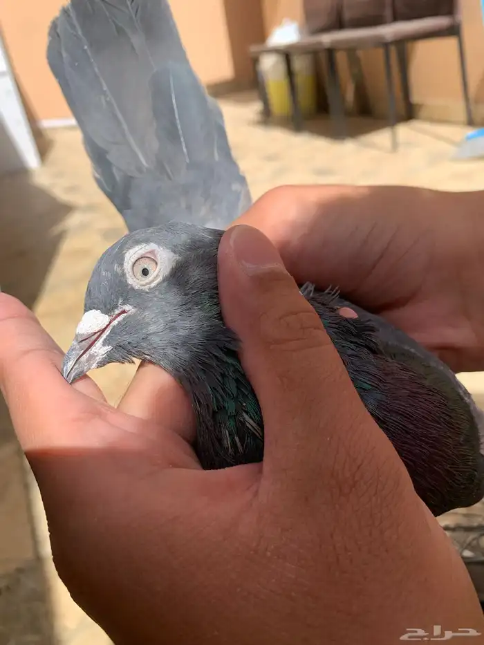 حمام باكستاني توب 4