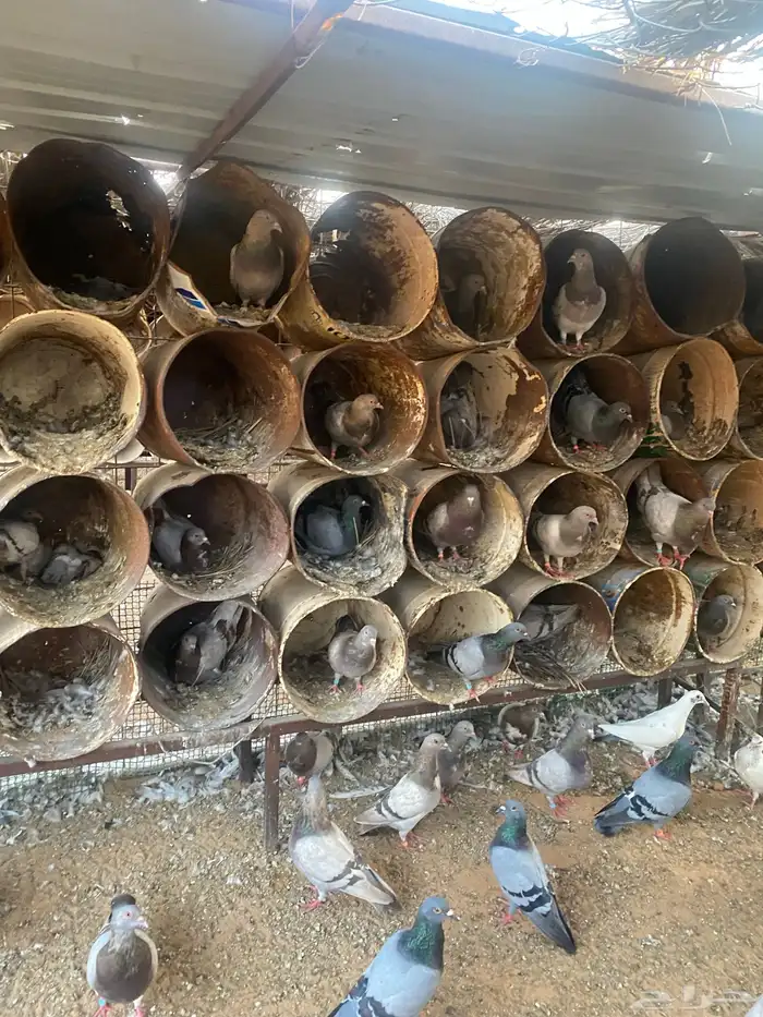 مشروع دواجن 11
