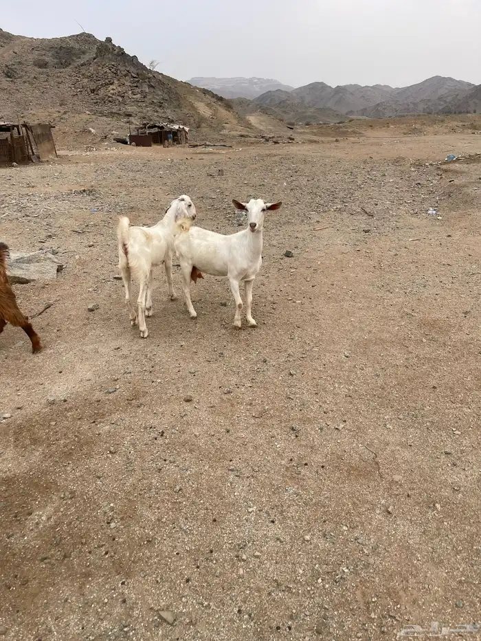 معزا بيشيه مع بنتها. 0